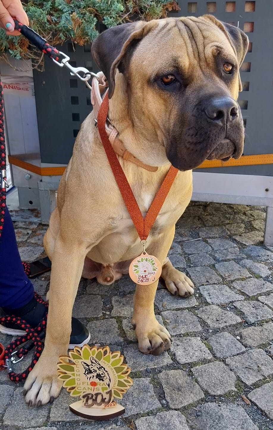 Alain Olivier d'Aramitze CC